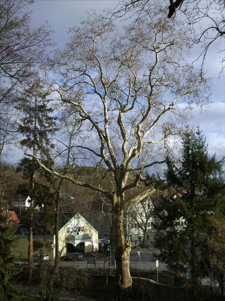 Der wohl älteste Baum im Dorf:<br />Die Platane im Schlosspark, gepflanzt um 1680
